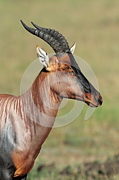 Topi Antelope