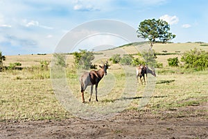 Topi antelope