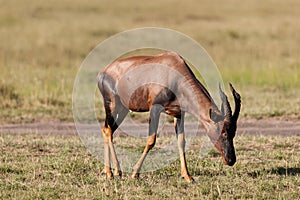 Topi antelope