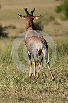 Topi antelope