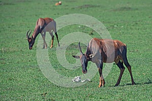 Topi antelope