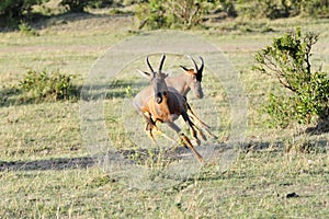 A Topi antelope bouncing near a bush