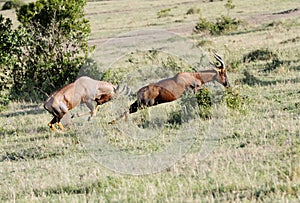 A Topi antelope chasing for fight