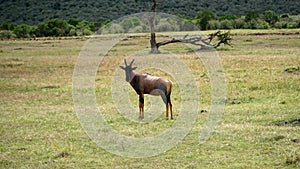 Topi Antelope or Damaliscus Korrigum in Africa, Kenya