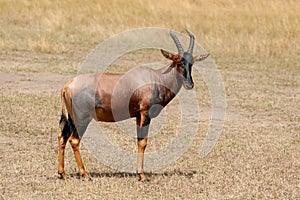 Topi Antelope Damaliscus lunatus