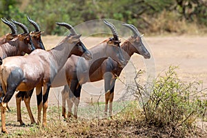 Topi Antelope Damaliscus lunatus