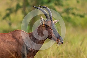 Topi antelope - Damaliscus lunatus