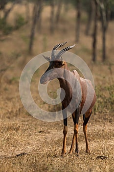 Topi antelope - Damaliscus lunatus