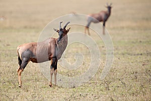 Topi Antelope (Damaliscus lunatus)