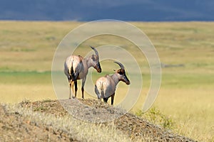 Topi Antelope (Damaliscus lunatus)