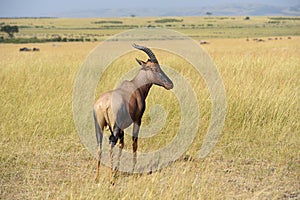 Topi Antelope (Damaliscus lunatus)