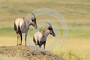 Topi Antelope (Damaliscus lunatus)