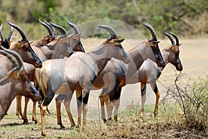 Topi Antelope (Damaliscus lunatus)