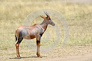 Topi Antelope Damaliscus lunatus