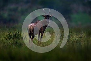 Topi antelope, Damaliscus lunatus jimela, Ishasha, Queen Elizabeth National Park, Uganda in Africa. Topi antelope in the nature