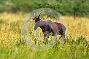 Topi antelope, Damaliscus lunatus jimela, Ishasha, Queen Elizabeth National Park, Uganda in Africa. Topi antelope in the nature