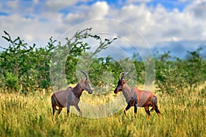 Topi antelope, Damaliscus lunatus jimela, Ishasha, Queen Elizabeth National Park, Uganda in Africa. Two fightTopi antelope in the