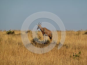 Topi Antelope Damaliscus lunatus photo