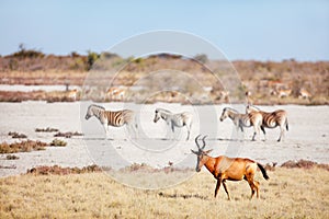 Topi antelope in Etosha Namibia