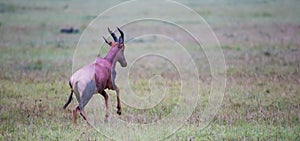 Topi antelope in the grassland of Kenya\'s savannah