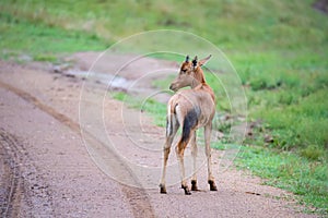 Topi antelope in the grassland of Kenya's savannah