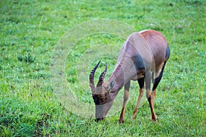 Topi antelope in the grassland of Kenya\'s savannah