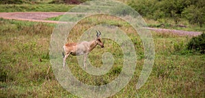 Topi antelope in the grassland of Kenya\'s savannah