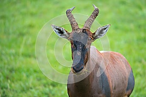 Topi antelope in the grassland of Kenya\'s savannah