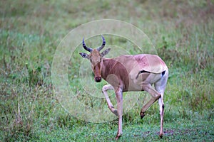 Topi antelope in the grassland of Kenya\'s savannah