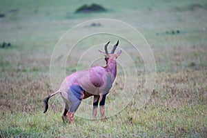 Topi antelope in the grassland of Kenya\'s savannah