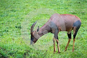 Topi antelope in the grassland of Kenya\'s savannah