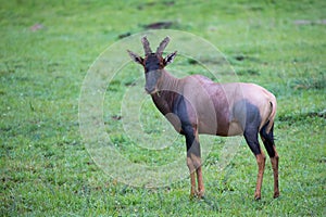 Topi antelope in the grassland of Kenya\'s savannah