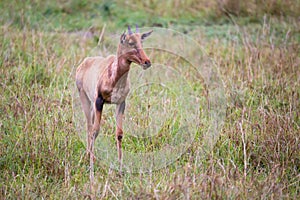 Topi antelope in the grassland of Kenya's savannah