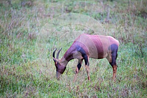 Topi antelope in the grassland of Kenya\'s savannah