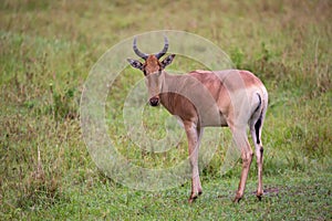 Topi antelope in the grassland of Kenya\'s savannah