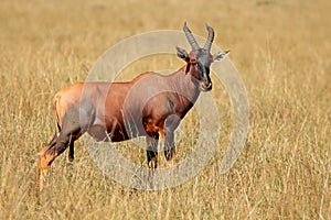 Topi antelope in grassland - Masai Mara