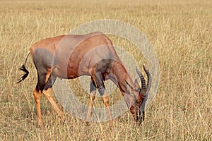 Topi antelope grazing