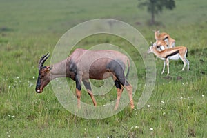 Topi antelope grazing in the African Savannah