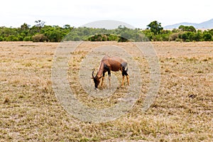Topi antelope grazing in savannah at africa