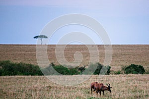 Topi Antelope grazing on the savannah grasslands at the Maasai Mara National Game Reserve Park And Conservation Areas Exploring Af