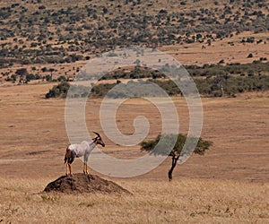 A Topi Antelope Guardian