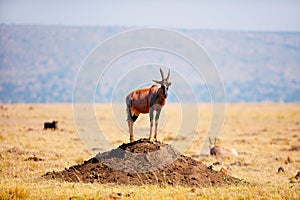 Topi antelope in Kenya