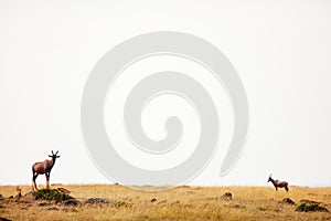 Topi antelope in Kenya