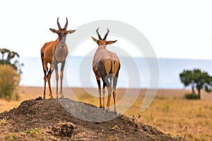 Topi antelope in Kenya