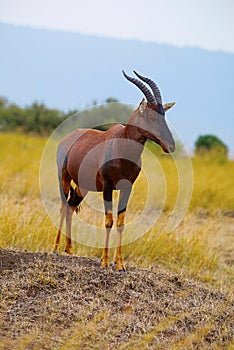 Topi Antelope, Kenya, Africa