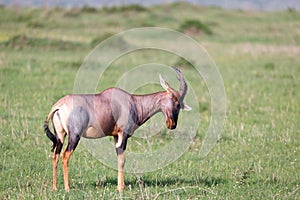 Topi antelope in the Kenyan savanna in the middle of the grass landscape