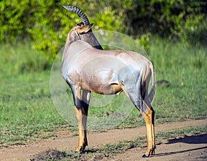 Topi antelope, Masai Mara, Kenya