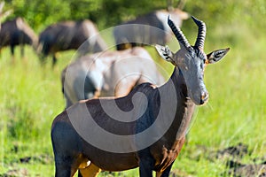 Topi antelope, Masai Mara, Kenya