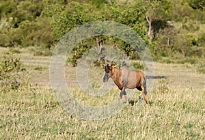 A Topi antelope in Masai Mara park