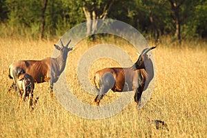 Topi antelope in morning light